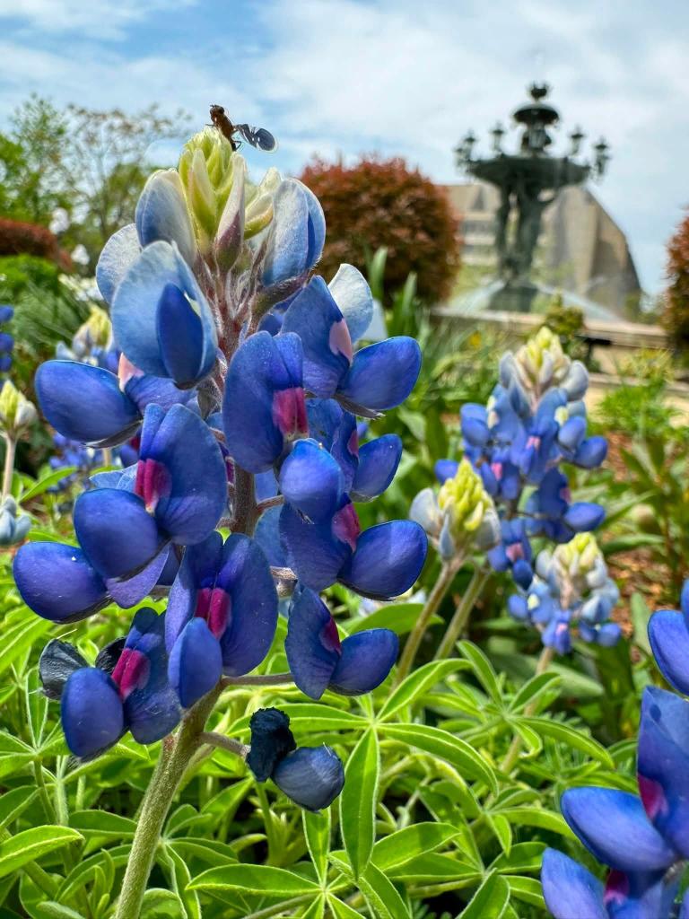 blue flowers with fountain in background